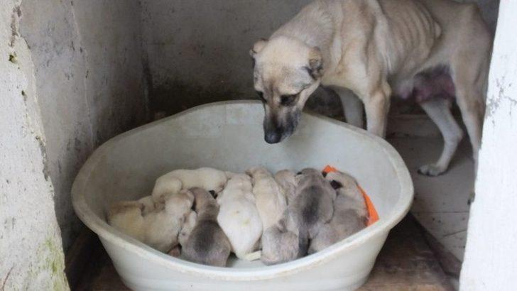 Öksüz Kalan Yavrulara Barınaktaki Köpek Süt Anne Oldu G5