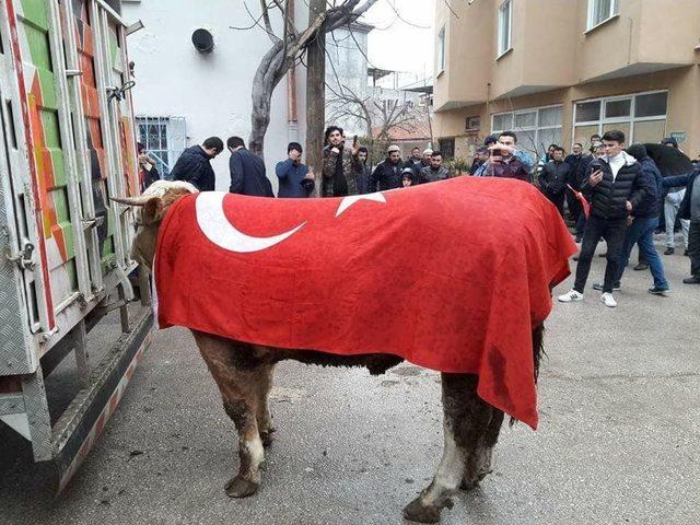 Afrin’deki Mehmetçiğe Tosun Gönderdiler