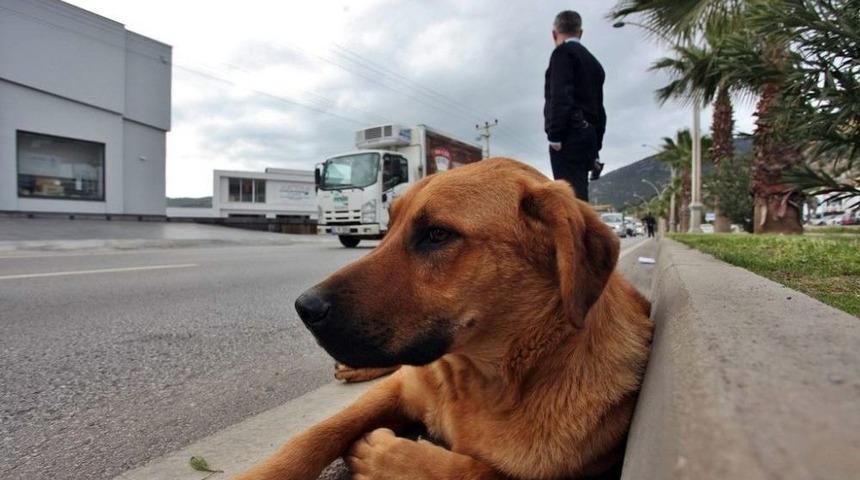 &Ccedil;arptığı K&ouml;peği Yaşatmak İ&ccedil;in Seferber Oldu