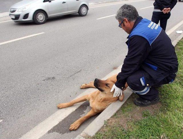 Çarptığı Köpeği Yaşatmak İçin Seferber Oldu