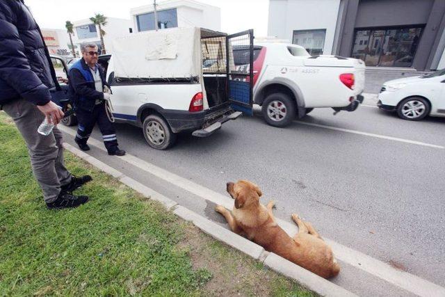 Çarptığı Köpeği Yaşatmak İçin Seferber Oldu