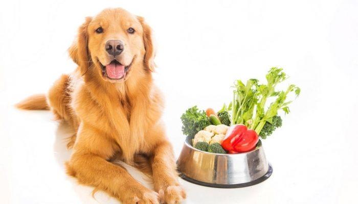 Ev Yapımı Çok Sağlıklı Köpek Maması