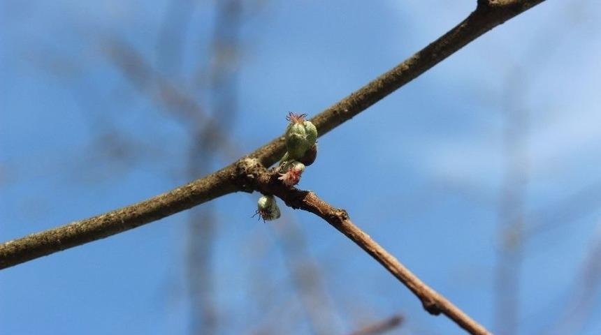Fındıkta Yapraklar A&ccedil;tı, Riskli D&ouml;nemler Başladı