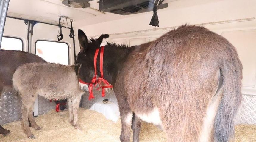 Mardin&rsquo;deki Eşekler İstanbul&rsquo;da Tedavi Edilecek