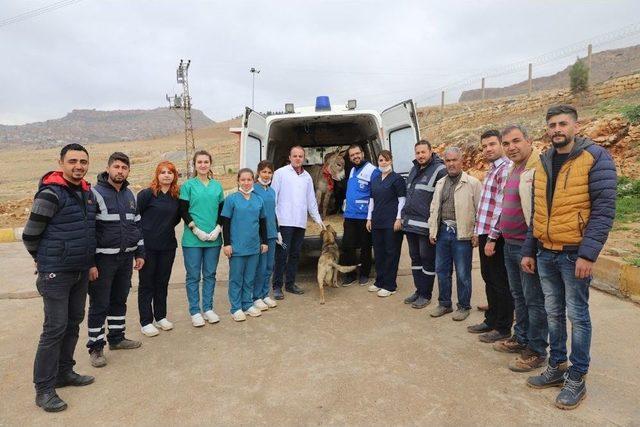 Mardin’deki Eşekler İstanbul’da Tedavi Edilecek