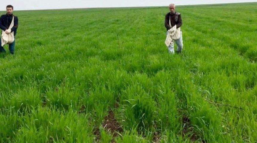 Çiftçiler Ekinlerini Gübrelemeye Başladı