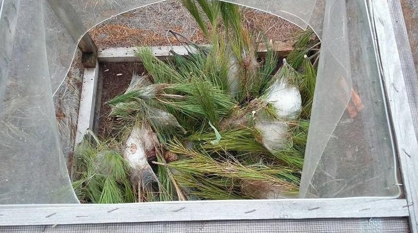 Kargı&rsquo;da &Ccedil;am Kese B&ouml;ceği İle M&uuml;cadele Başlattıldı