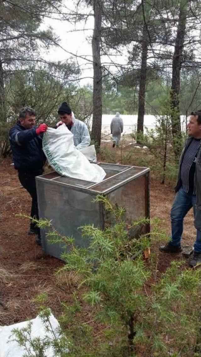 Kargı’da Çam Kese Böceği İle Mücadele Başlattıldı