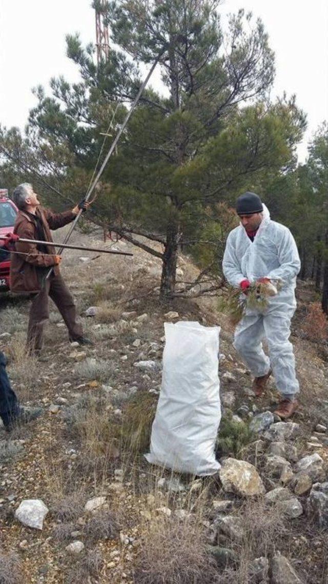 Kargı’da Çam Kese Böceği İle Mücadele Başlattıldı