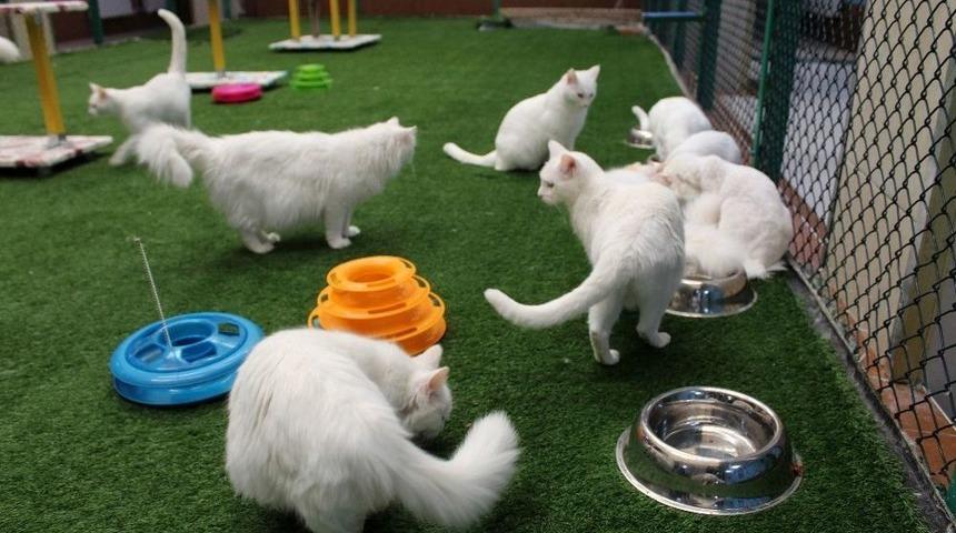 Van Kedilerinin Bu Yılki İlk Yavruları D&uuml;nyaya Geldi