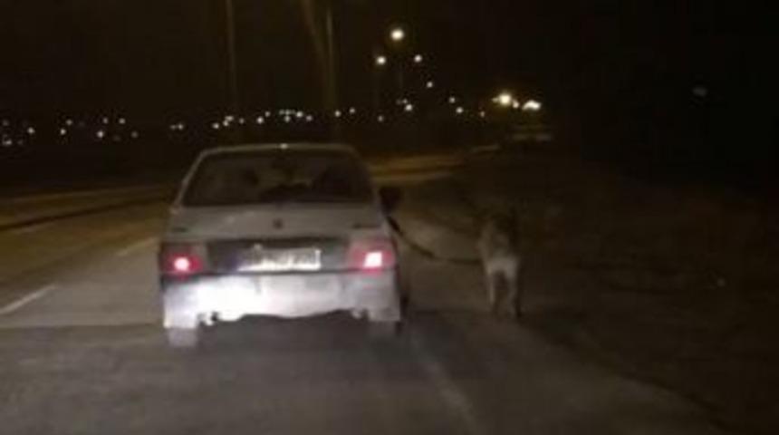 K&ouml;peği Otomobile Bağlayıp Kilometrelerce Koşturdular