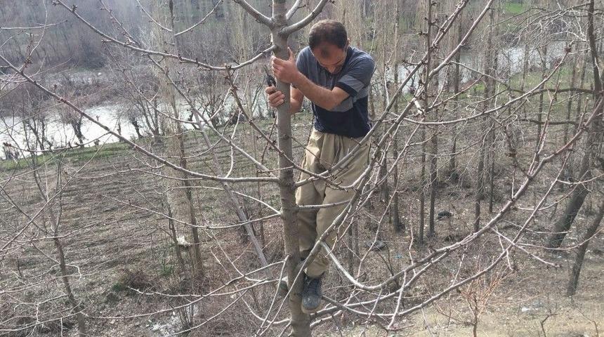 Beyt&uuml;şşebap&rsquo;ta Ağa&ccedil;lar Budanmaya Başlandı