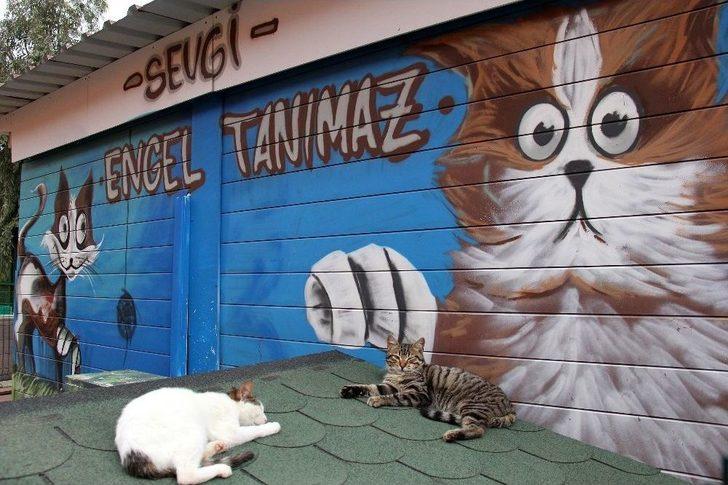 Buca’da Sokak Hayvanlarına Beş Yıldızlı Tesis G4