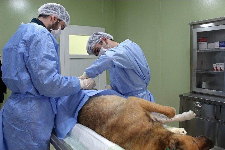 Buca’da Sokak Hayvanlarına Beş Yıldızlı Tesis G5