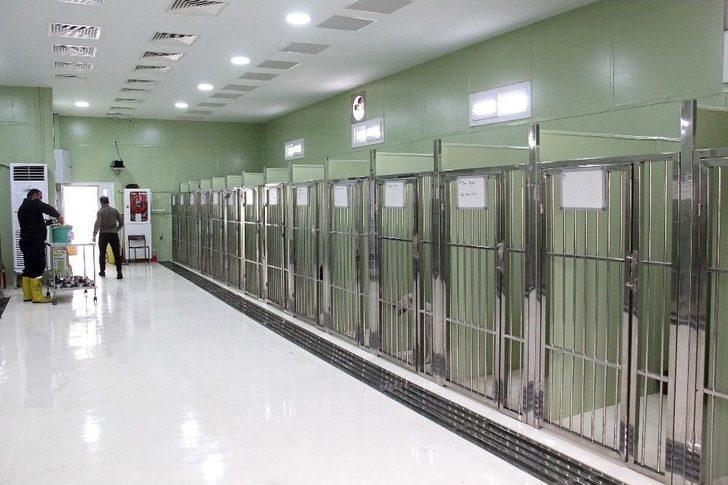 Buca’da Sokak Hayvanlarına Beş Yıldızlı Tesis G1