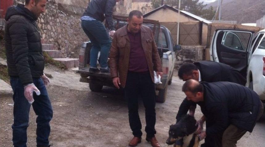 Yaralı Köpek Tedavi Altına Alındı