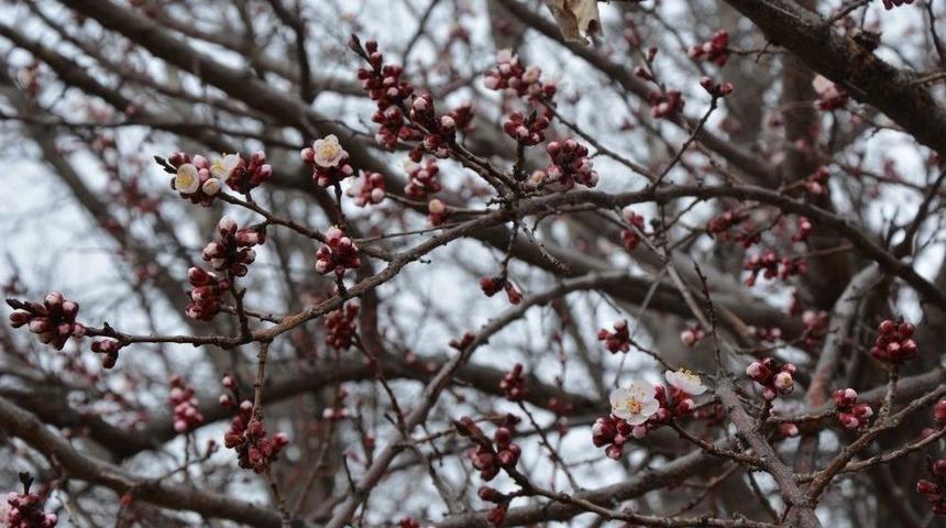 Suşehri&rsquo;nde Erik Ve Kayısı Ağa&ccedil;ları &Ccedil;i&ccedil;ek A&ccedil;tı