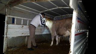 Fatsa’da Kaçak Hayvan Denetimi