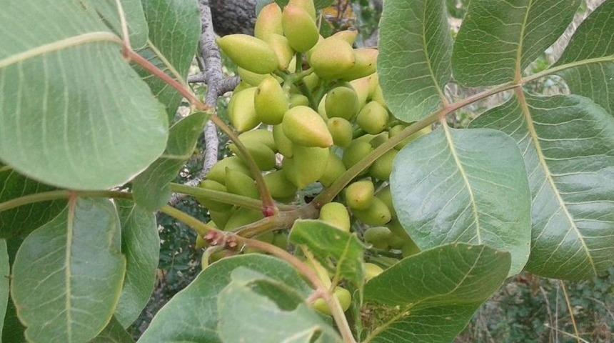 Yunusemre&rsquo;de 27 Bin Ağa&ccedil; Aşılanacak