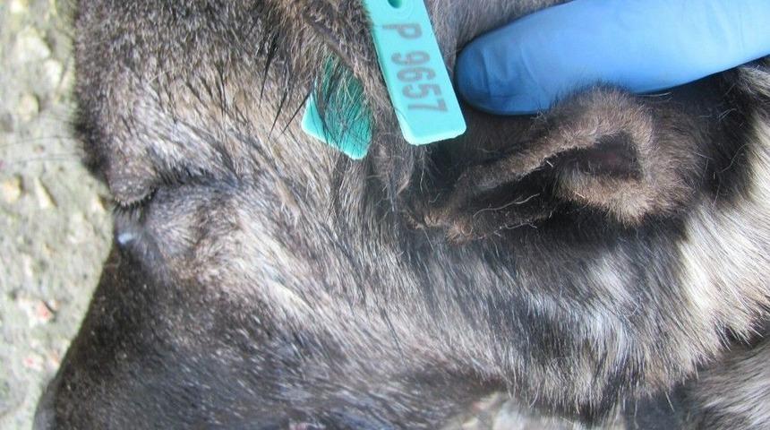 Keşan-malkara Karayolunda S&uuml;r&uuml;klenen K&ouml;pek Sahiplendirildi