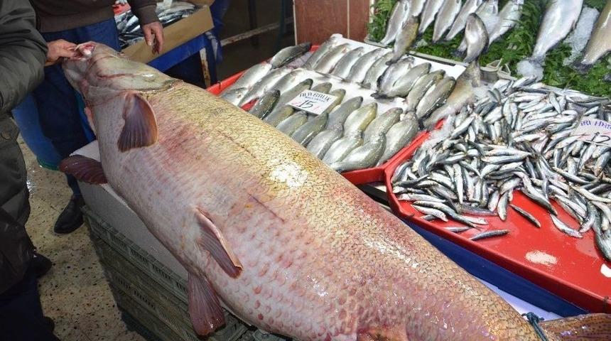 Dev Kurşun Balığı G&ouml;renleri Hayrete D&uuml;ş&uuml;r&uuml;yor