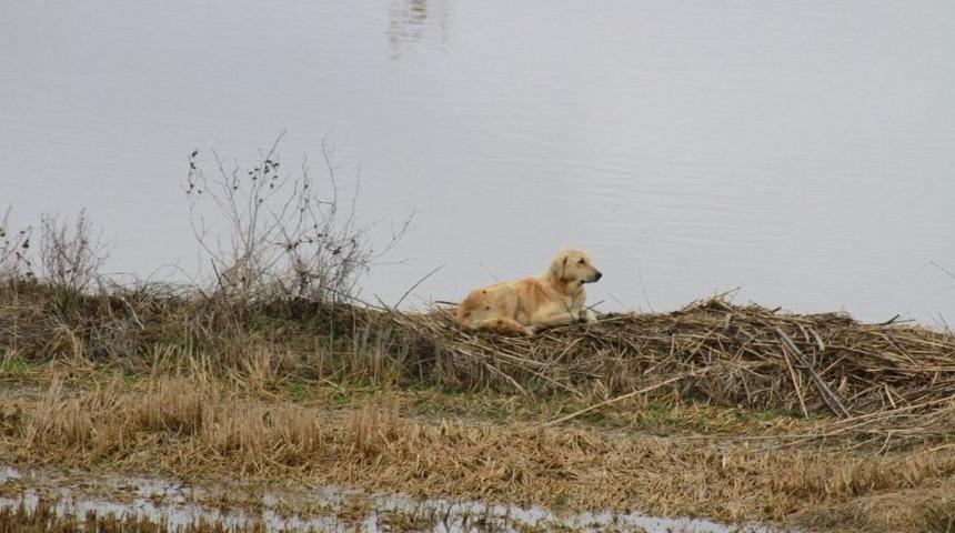 Edirne&rsquo;de K&ouml;pek Kurtarma Operasyonu
