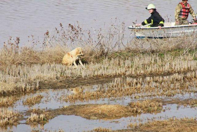 Edirne’de Köpek Kurtarma Operasyonu