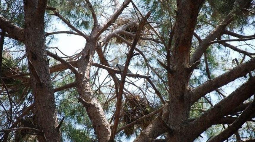 Kuraklıklar Direcik Köyü’nün Balıkçıl Misafirlerini Küstürdü