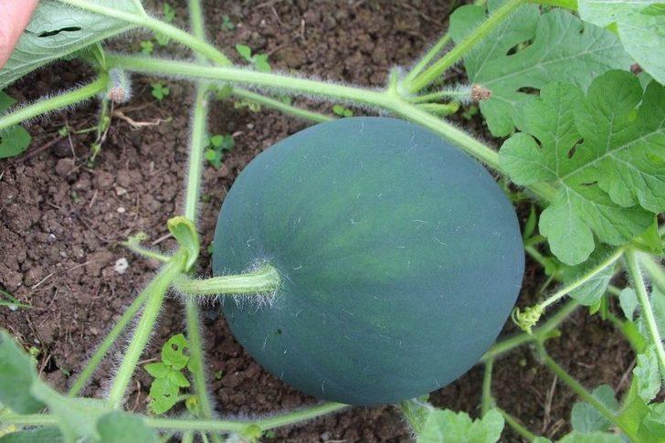 Hep Zarar Etti Yılmadı, Sonunda Koltuk Yıkama İşinde Başarılı Oldu G2