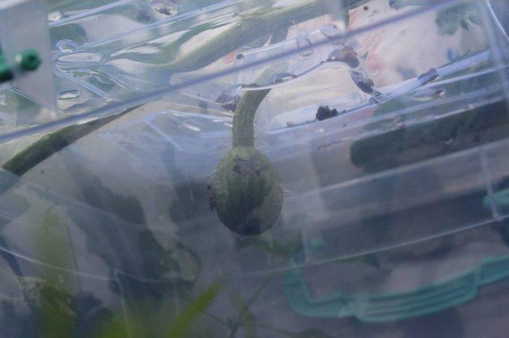 Hep Zarar Etti Yılmadı, Sonunda Koltuk Yıkama İşinde Başarılı Oldu G4