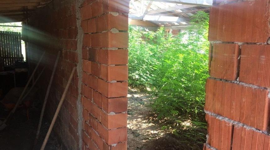 Evinin Kaba İnşaatına Yasadışı Hint Keneviri Eken Şahıs Yakalandı