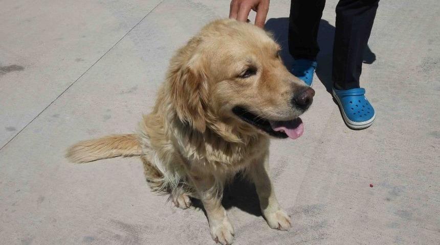 Otomobilin Tamponuna Bağlanan K&ouml;peğe Belediye Sahip &Ccedil;ıktı