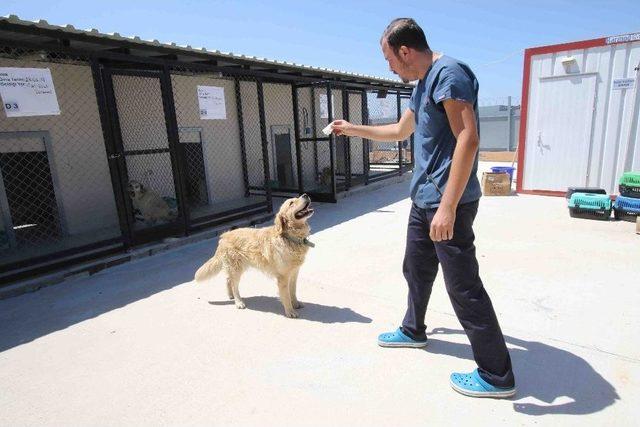 Otomobilin Tamponuna Bağlanan Köpeğe Belediye Sahip Çıktı