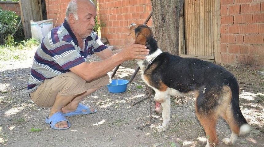 Yaban Hayvanlarının Yaraladığı Av K&ouml;peğine Şefkat Eli Uzandı