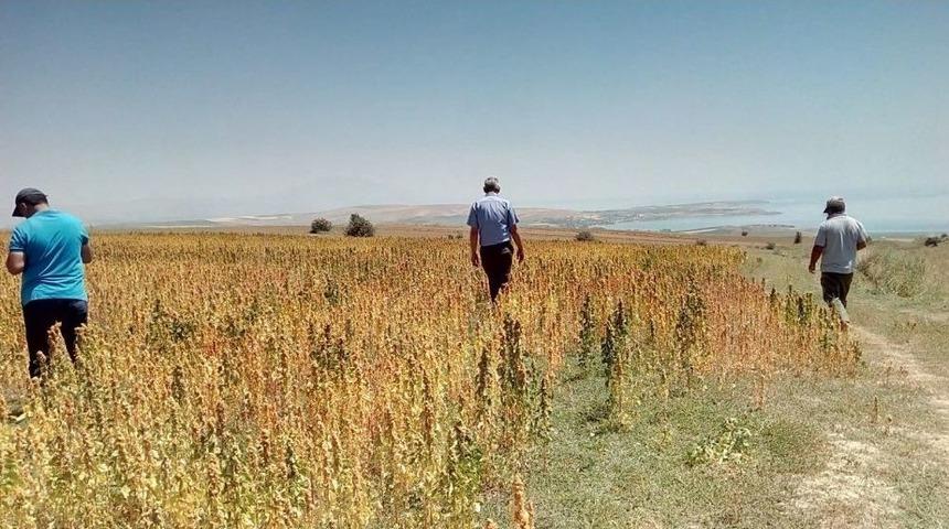 Tatvan&rsquo;da Nasa&rsquo;nın G&ouml;zde &Uuml;r&uuml;n&uuml; Kinoa Bitkisinden Olumlu Sonu&ccedil; Bekleniyor