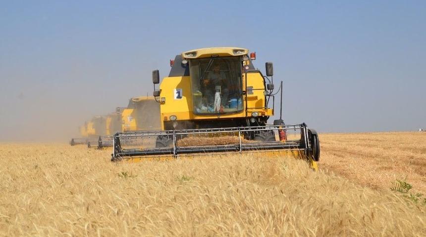 Muş&rsquo;ta Buğday Hasadı Erken Başladı