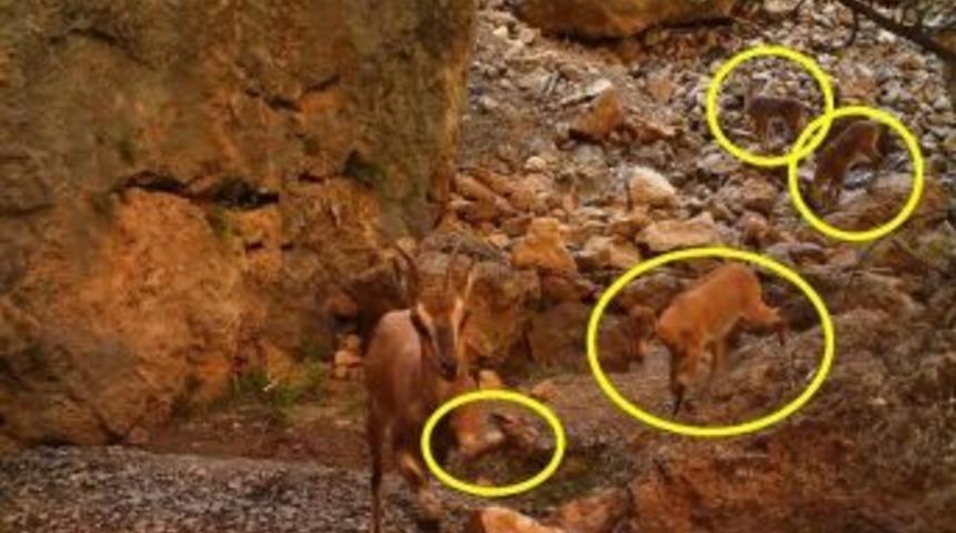 Yaban Ke&ccedil;isi Kırık Ayağına Rağmen Yavrusunu Bırakmadan Yoluna Devam Etti