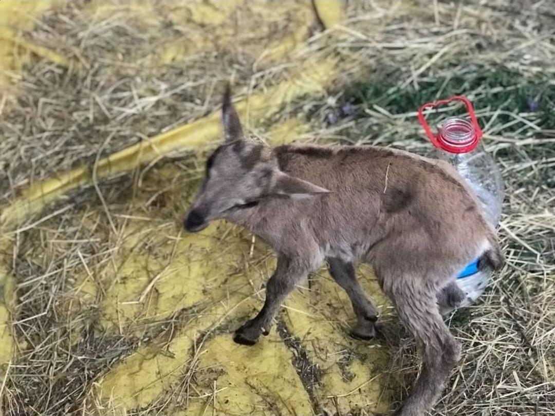 Yavru Dağ Ke&ccedil;isi Emin Ellerde