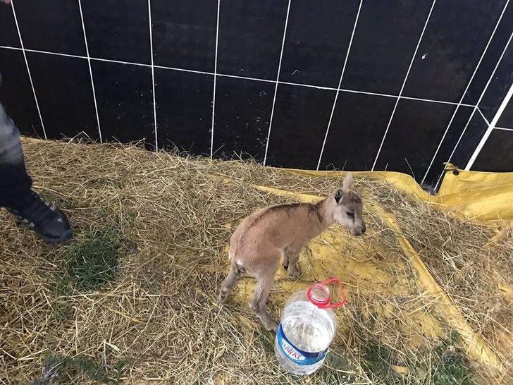 Yavru Dağ Keçisi Emin Ellerde G1