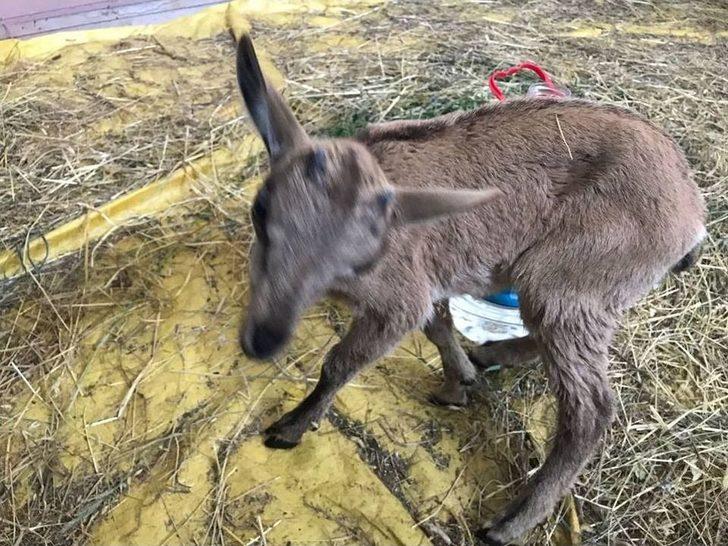 Yavru Dağ Keçisi Emin Ellerde G2