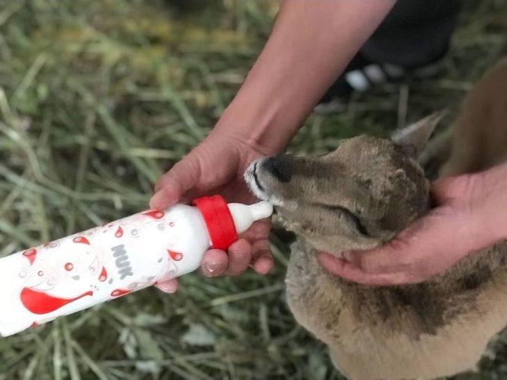 Yavru Dağ Keçisi Emin Ellerde G5