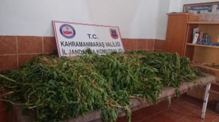 Fasulye Ve Patatesler Arasına Ekilmiş 5 Bin 13 K&ouml;k Kenevir Ele Ge&ccedil;irildi