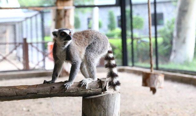 Hayvan Parkındaki Lemurlar İlgi Odağı Oldu