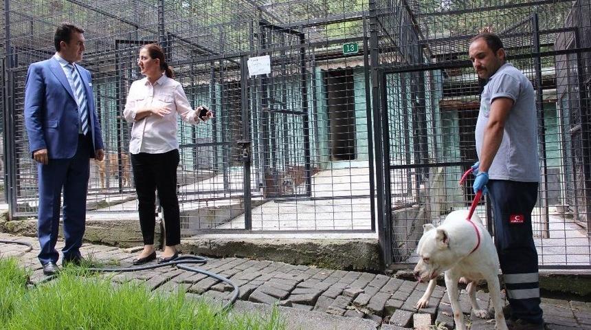 Osmangazi Belediyesi Sokak Hayvanlarına Sahip &Ccedil;ıktı