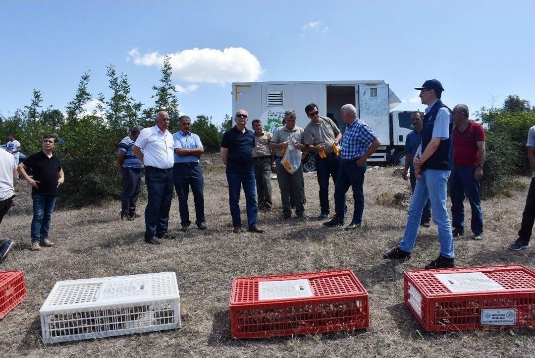 Dursunbey&rsquo;de Kınalı Keklik Salımı Yapıldı