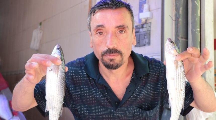 Karadeniz&rsquo;de &ldquo;kefal&rdquo; Bolluğu