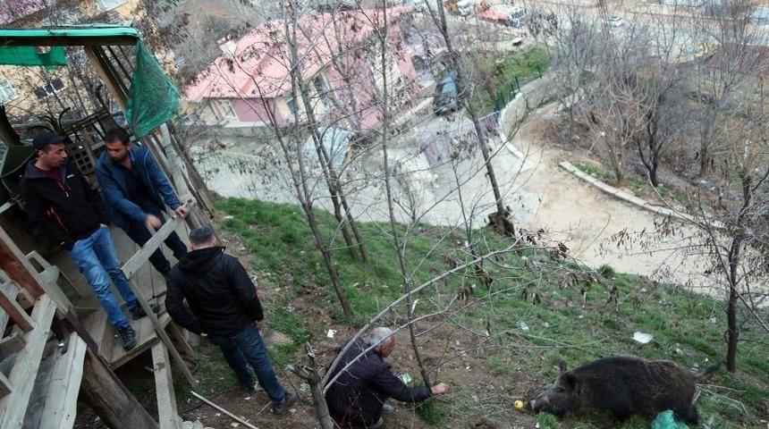 Kent Merkezine İnen Yaban Domuzunu Elleriyle Besliyorlar