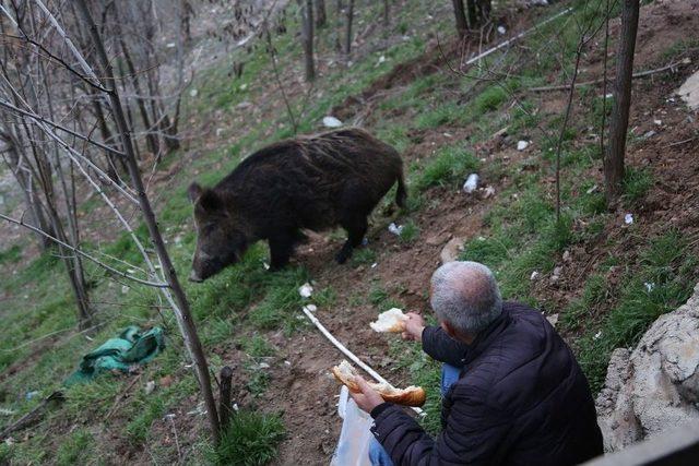 Kent Merkezine İnen Yaban Domuzunu Elleriyle Besliyorlar