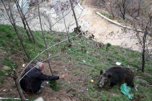 Kent Merkezine İnen Yaban Domuzunu Elleriyle Besliyorlar