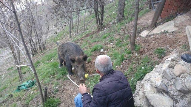 Kent Merkezine İnen Yaban Domuzunu Elleriyle Besliyorlar